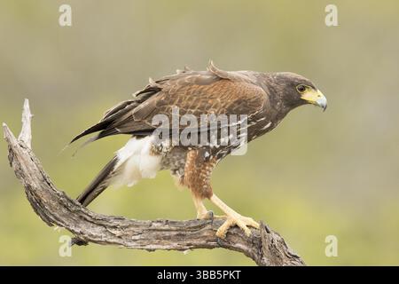Harris's Hawk (Parabuteo unicinctus) juvénile, Texas, États-Unis, Amérique du Nord Banque D'Images