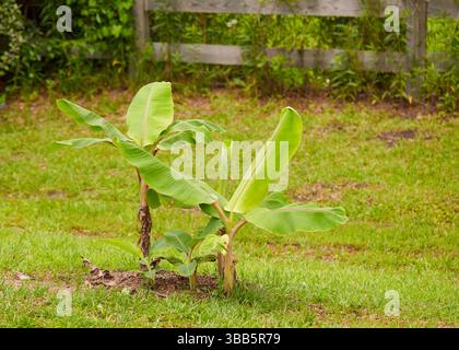 Jeunes plants de bananes Blue Java repoussant après un hiver rigoureux dans le sud de la Géorgie aux États-Unis ! Espèce : Musa acuminate x Musa balbisiana ! Banque D'Images