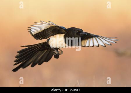 Pie eurasienne (Pica pica) volant, Castille-la Manche, Espagne, Europe Banque D'Images