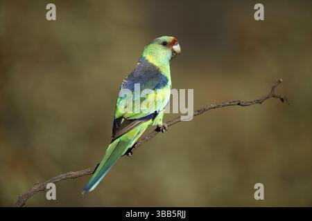 Mallee Ringneck (Barnardius zonarius barnardi) mâle, Victoria, Australie, Océanie Banque D'Images