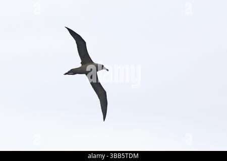 Albatros de suie (Phoebetria fusca) volant, Victoria, Australie, Océanie Banque D'Images