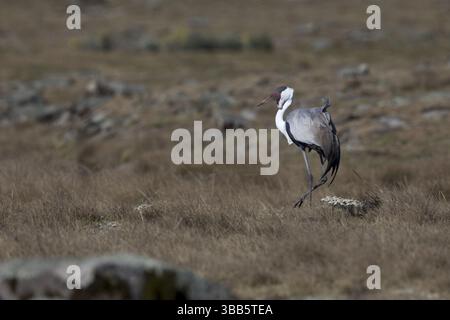 Grue Wattled (Grus carunculata), parc national des montagnes Bale, Ethiopie, Afrique Banque D'Images