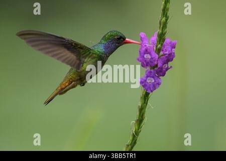 Saphir à gorge bleue (Hylocharis eliciae) volant et se nourrissant d'une fleur au Costa Rica Banque D'Images