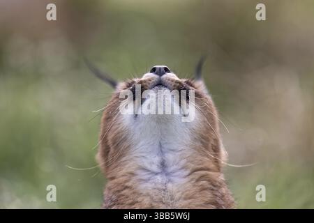 Caracal (Caracal Caracal) regardant dans le ciel de près, Castille-la Manche, Espagne, Europe Banque D'Images