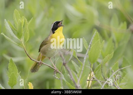 Chant masculin jaune commun (Geothlypis trichas), Texas, États-Unis, Amérique du Nord Banque D'Images
