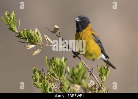 Finch Sierra à capuchon noir (Phrygilus atriceps) mâle, Parinacota, Chili, Amérique du Sud Banque D'Images