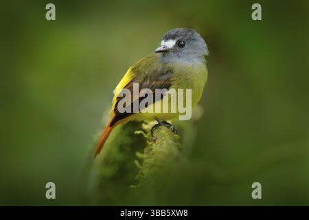 Myiotriccus ornatus, flycatcher orné, oiseau gris jaune de Sumaco en Équateur. Moucherolle assis sur la branche de l'arbre dans l'habitat - mountai tropique Banque D'Images