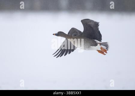 Goose de la toundra (Anser serrirostris rossicus) volant, Rhénanie du Nord-Westphalie, Allemagne, Europe Banque D'Images