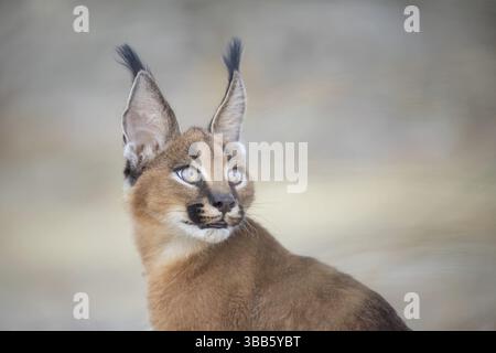 Portrait de Caracal (Caracal Caracal), Castille-la Manche, Espagne, Europe Banque D'Images