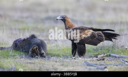 Aigle à queue cunéiforme (Aquila audax) à la carcasse d'un wallaby des marais (Wallabia bicolor), Victoria, Australie, Océanie Banque D'Images
