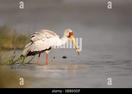 Cueillette de cigogne à bec jaune (Mycteria ibis), Lake Ziway, Ethiopie, Afrique Banque D'Images