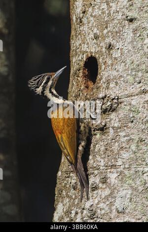 Femelle commune Flameback (Dinopium javanense) à la cavité de reproduction, Malaisie, Asie Banque D'Images
