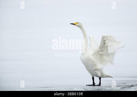 Cygnes (Cygnus cygnus) battant à la surface de la glace, Vaesterbottens laen, Suède, Europe Banque D'Images