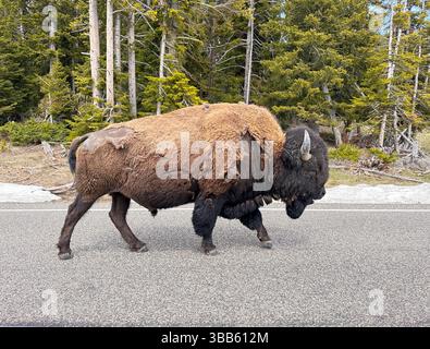 Le bison américain marche avec la bouche ouverte sur la route dans le parc national de Yellowstone. Vous voyez une vue latérale du buffle lorsqu'il perd son manteau de fourrure d'hiver en mai. Banque D'Images