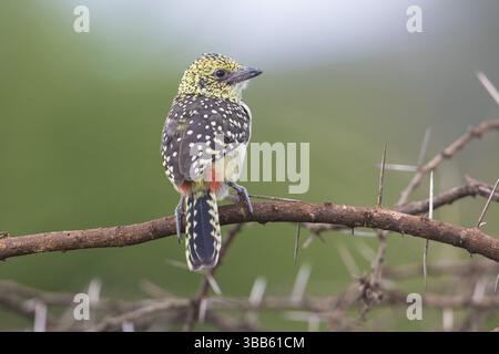 Barbet d'Arnaud (Trachyphonus darnaudii usambiro) perché sur une branche, Serengeti, Tanzanie, Afrique Banque D'Images