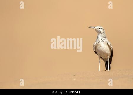 Grand Hoopoe-Lark (Alaemon alaudipes) perché sur le sol, Rgabi, Maroc, Afrique Banque D'Images