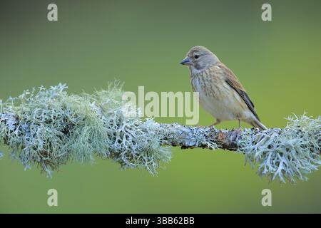 Femelle commune Linnet (Linaria cannabina) perchée sur branche de lichen, Andalousie, Espagne, Europe Banque D'Images