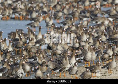 Grande oie à fronts blancs (Anser albifrons) énorme troupeau reposant dans l'eau, Rhénanie du Nord-Westphalie, Allemagne, Europe Banque D'Images