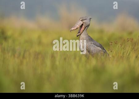 Shoebill (Balaeniceps rex) à bec ouvert, Ouganda, Afrique Banque D'Images