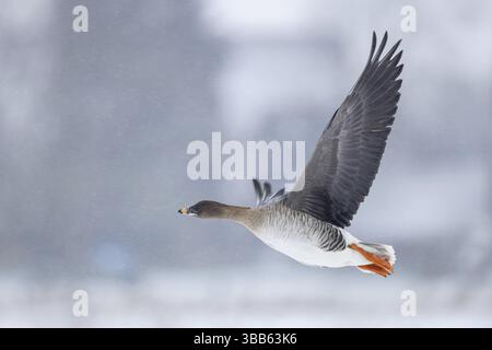 Goose de la toundra (Anser serrirostris rossicus) volant, Rhénanie du Nord-Westphalie, Allemagne, Europe Banque D'Images