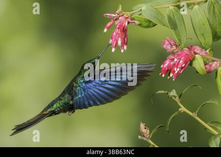 Grand Saphirewing (Pterophanes cyanopterus) volant et se nourrissant à une fleur dans les montagnes de Colombie, Amérique du Sud Banque D'Images
