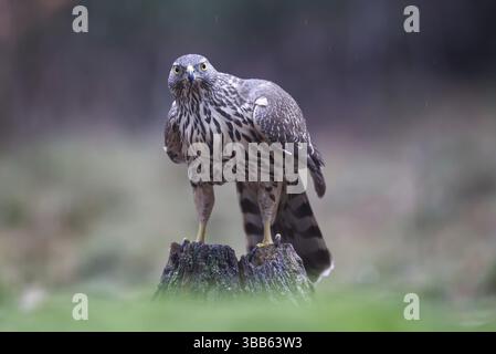 Goshawk du Nord (Accipiter gentilis) juvénile sous la pluie, pays-Bas Banque D'Images
