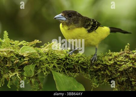 Tanager (Ramphocelus icternotus) perché sur une branche dans les Andes de Colombie Banque D'Images