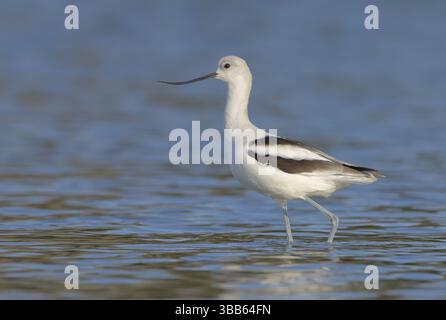 Avocet américain (Recurvirostra americana), Alberta, Canada, Amérique du Nord Banque D'Images