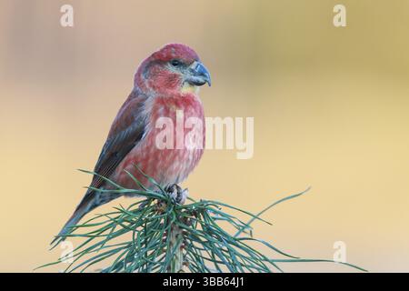Bec-croisé de perroquet (Loxia pytyopsittacus) mâle perché sur une branche, pays-Bas Banque D'Images