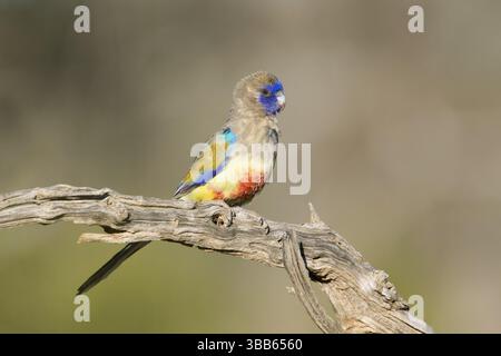 Mâle du bleuet oriental (Northiella haematogaster), Nouvelle-Galles du Sud, Australie, Océanie Banque D'Images
