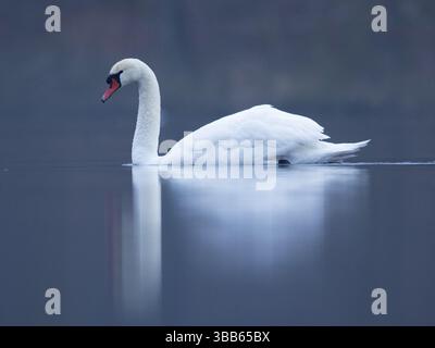 Cygne muet (Cygnus olor), Mecklembourg-Poméranie occidentale, Allemagne, Europe Banque D'Images