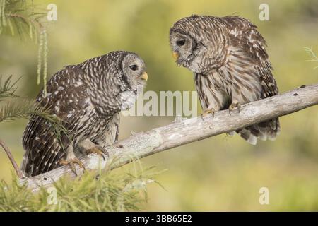 Paire de chouettes barrées (Strix varia), Floride, États-Unis, Amérique du Nord Banque D'Images