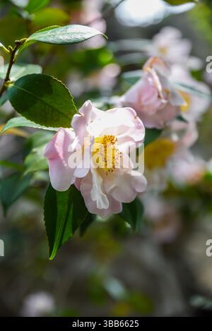 Fleur rouge vif Camellia japonica en pleine floraison avec des pétales doubles, Shanghai, Chine. Vue rapprochée montrant la texture détaillée des pétales et du STA jaune Banque D'Images