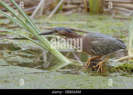 Heron vert (Butorides virescens), comté de Yolo, Californie Banque D'Images