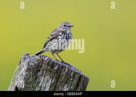 Pipit de prairie (Anthus pratensis) perché sur pâle, Rhénanie du Nord-Westphalie, Allemagne, Europe Banque D'Images