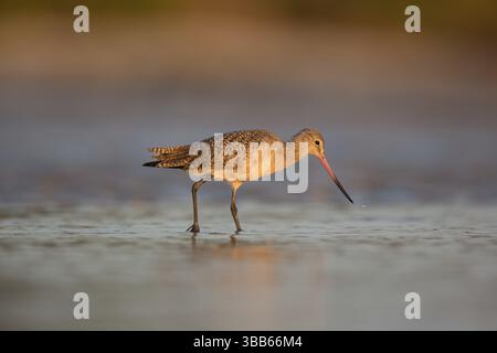 Alimentation de Godwit marbré (Limosa fedoa), Floride, États-Unis, Amérique du Nord Banque D'Images