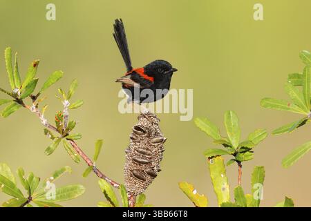 Mâle de Fairywren à dos rouge (Malurus melanocephalus), Queensland, Australie, Océanie Banque D'Images