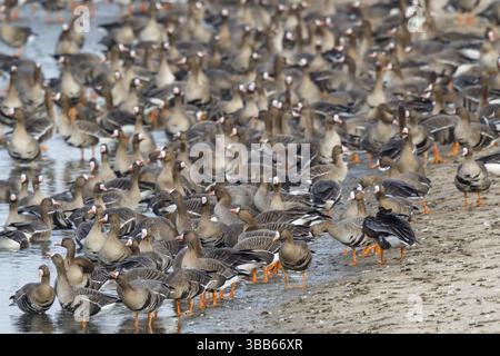 Grande oie à fronts blancs (Anser albifrons) énorme troupeau reposant dans l'eau, Rhénanie du Nord-Westphalie, Allemagne, Europe Banque D'Images