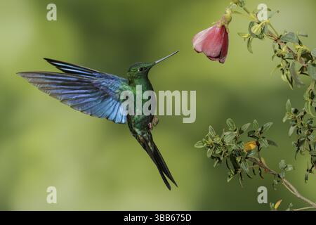 Grand Saphirewing (Pterophanes cyanopterus) volant et se nourrissant à une fleur dans les montagnes de Colombie, Amérique du Sud Banque D'Images
