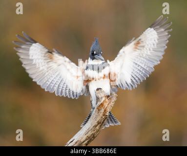 Ceinture Kingfisher (Megaceryle alcyon) femelle perchée sur une branche, Floride, USA, Amérique du Nord Banque D'Images