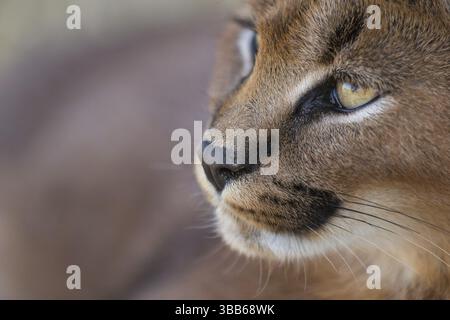 Caracal (Caracal Caracal) Portrait adulte, Castille-la Manche, Espagne, Europe Banque D'Images