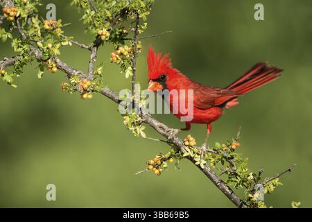 Cardinal du Nord Cardinalis cardinalis Amado, comté de Santa Cruz, Arizona, États-Unis 15 mai adulte homme perché sur Skunkbush. Cardinalidae Banque D'Images