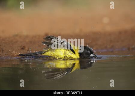 Audubon's Oriole (icterus graduacauda) baignade masculine, Texas, USA, Amérique du Nord Banque D'Images