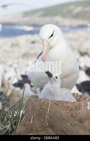 Albatros à sourcils noirs (Thalassarche melanophris) avec poussin dans le nid, Steeple Jason Island, îles Falkland, Amérique du Sud Banque D'Images