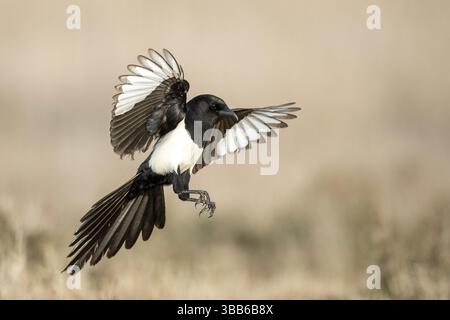 Pie eurasienne (Pica pica) volant, Castille-la Manche, Espagne, Europe Banque D'Images