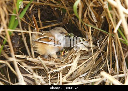 Femelle de Reedling barbu (Panurus biarmicus) avec des poussins dans le nid, Mecklembourg-Ouest, Poméranie, Allemagne, Europe Banque D'Images