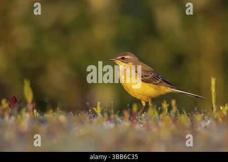 Wagtail jaune occidental (Motacilla flava) perchée dans un pré, Rhénanie du Nord-Westphalie, Allemagne, Europe Banque D'Images