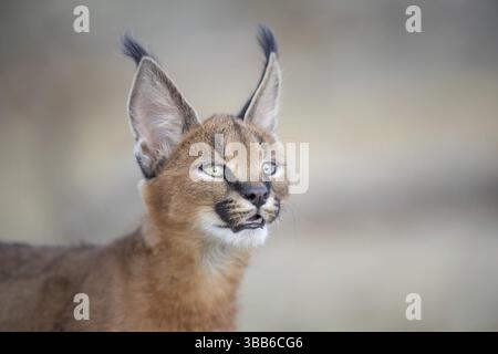 Portrait de Caracal (Caracal Caracal), Castille-la Manche, Espagne, Europe Banque D'Images