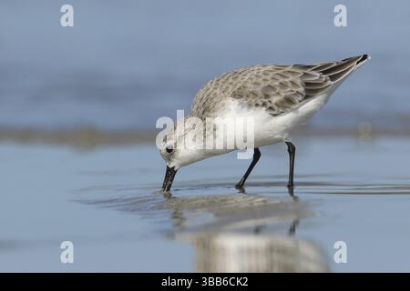 Sanderling (Calidris alba), Victoria, Australie, Océanie Banque D'Images
