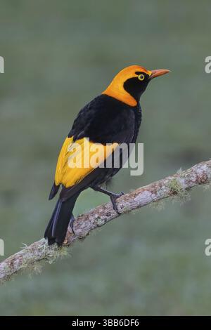 Bowerbird Regent (Sericulus chrysocephalus) mâle, Australie, Océanie Banque D'Images
